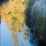 Reflected Color: Tamarack color reflected in a pool surrounded by frosted grass.