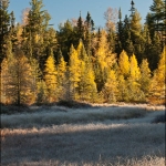 Frosty Fall Morning: Frost covers grass on a brisk fall morning near the Boundary Waters.