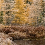 Frosted Tammarack: Late in the fall, the tamarack changes yellow beyond a frozen creek. Superior National Forest, Minnesota.