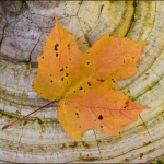 Maple on Fungus: A maple leaf in full fall color sits on a textured shelf fungus.