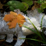Maple on Birch: Maple leaf in fall colors on a dead birch trunk. (Image#100922-26)