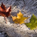 Fall Color Stop Light: A red, yellow and green maple leaf rest on birch.