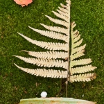 Fern Sail Away: A sailor on a sea of moss sails his blue bead lily leaf under a maple red sunset sky with his fern sails blowing in the wind.
