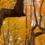 hansel_bryan_110930-396:  