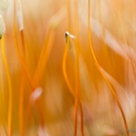 Flowers and Macro