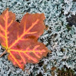 Maple Leaf:  