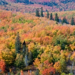 hansel_bryan_110928-316:  