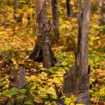 In the woods: Fall colors near the Caribou Trail.