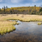 Lima Grade Color: Swampy fall colors