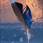 Feather in Ice at Sunset: A fox captured this bird for a lunch-time snack. The feathers were all over. I propped up some thin skim ice, attached the feather using Lake Superior water, and took the picture.