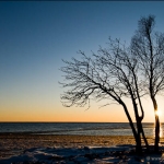 Beach Birch: A group of birch trees on the Grand Marais' campground beach at sunset. (#110203-7)