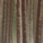Dreamy Forest 2: Foggy boreal forest in a late winter drizzle. Several feet of snow still covers the ground. George Washington Pines, Minnesota.