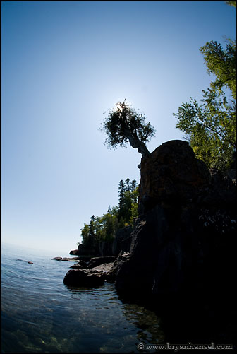 The Witch Tree - Manido Giizhigance - Little Cedar Spirit Tree