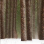 Dreamy Forest 1