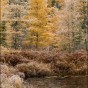 Frosted Tamarack in Fall Color