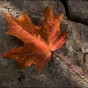 Maple fall color