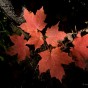 Maple fall color