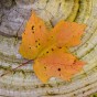 Maple on Fungus