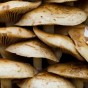 Love the stacking on these mushrooms.