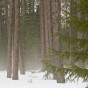 Foggy boreal forest in a late winter drizzle. Several feet of snow still covers the ground. George Washington Pines, Minnesota.