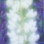 In late spring and early summer, the lupines (Lupinus) and bloom along the northshore of Lake Superior. It always feels like a dreamy time of the year.