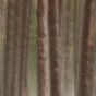 Dreamy Forest 2