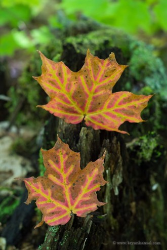 Fall color