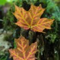 hansel_bryan_110924-1015 Fall color