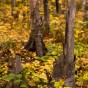 hansel_bryan_110928-427 Fall color in the woods