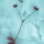 My Heart Gone Cold The remains of a flower are frozen within ice until the spring.