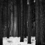 The Dark Woods IV