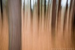 Abstracts