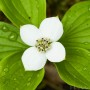 Bunchberry with the remains of dew drops.