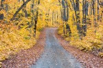 The fall colors in a stunning yellow on Rengo Road near Grand Portage. Minnesota.