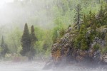 Fog on the Shore