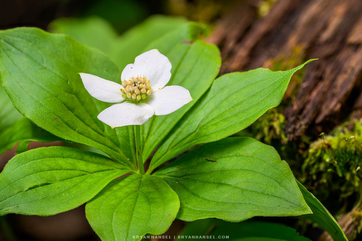 a north shore wildflower at a photo workshop